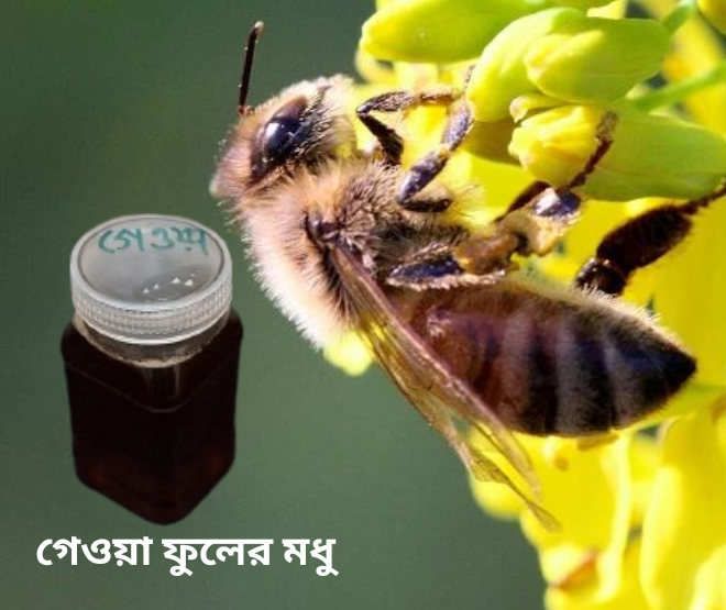 গেওয়া ফুলের মধু